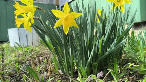 yellow daffodils against the backdrop of a wooden house