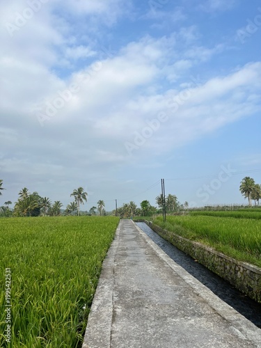 Fotografie Way and river in the ricefield side