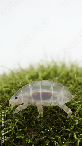 Transparent Tiny Creature Walking on Mossy Ground with Soft Focus Background and Natural Environment Elements