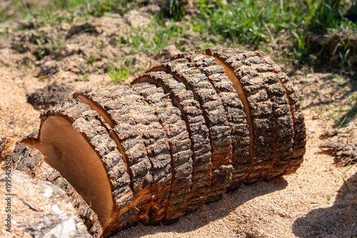 Εκτύπωση καμβά Cut wooden log slices on sawdust, freshly sawn tree trunk pieces, timber process