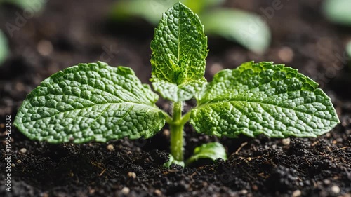 Young Plant Emerging From Soil - A Symbol of Growth and New Beginnings.