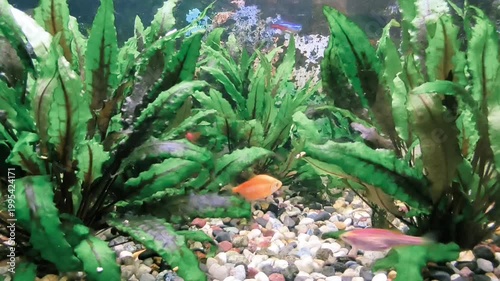 beautiful aquarium with green plants and stones.	