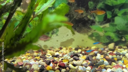 beautiful aquarium with green plants and stones.	