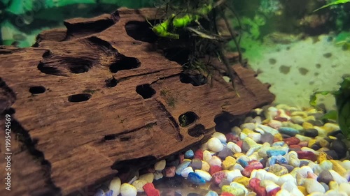 beautiful aquarium with green plants and stones.	
