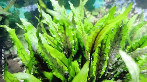 beautiful aquarium with green plants and stones.	