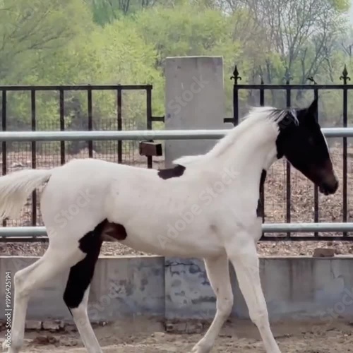 horse and foal