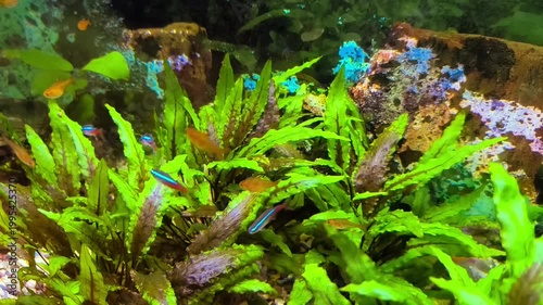 beautiful aquarium with green plants and stones.	