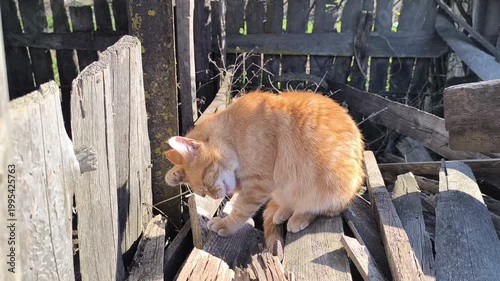 A ginger cat rests peacefully on a village shelf outside.