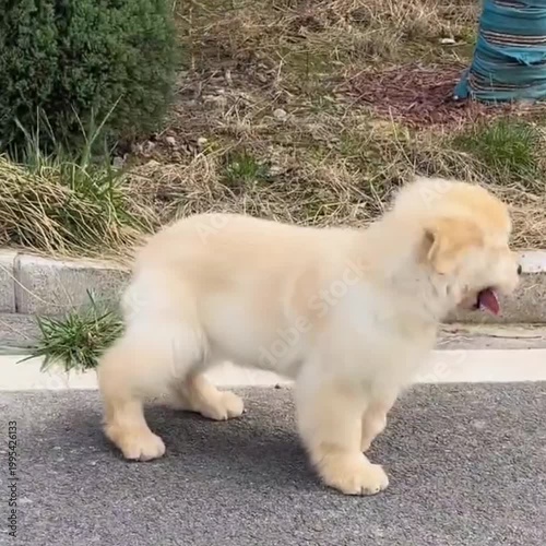 golden retriever puppies
