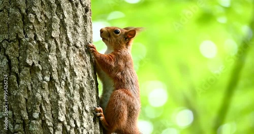 A cute red squirrel climbing on a tree trunk in a lush green forest.