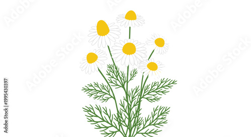 Flat illustration of a bouquet of fresh white chamomile flowers with yellow centers and bright green leaves on a white background.