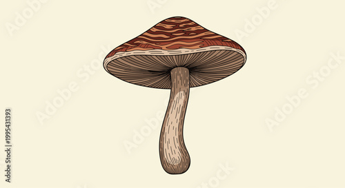 Detailed botanical illustration of a single wild mushroom with a brown patterned cap and textured stem on a light cream background.