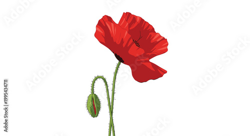Vibrant red poppy flower in full bloom with a green bud and long fuzzy stems isolated on a stark white background for design.