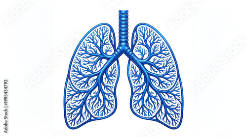 Anatomical illustration of lungs, trachea, and bronchi in human body