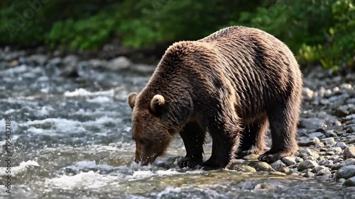 Brown Bear Fishing in a River.