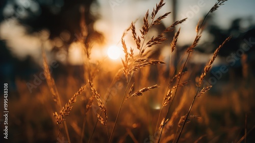 Golden Grass at Sunset: A Captivating Nature Scene Highlighting Warmth and Serenity
