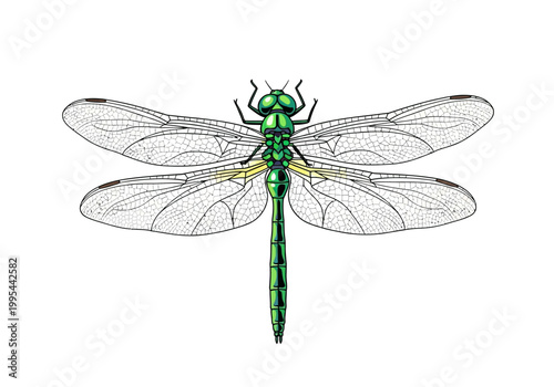 Vibrant Green Dragonfly with Transparent Wings Illustration.