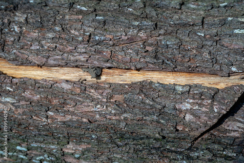 Bild auf Leinwand Rough tree bark with a horizontal split revealing smooth inner wood