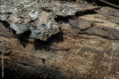 Flaking thick bark peeling away from a smooth wooden log