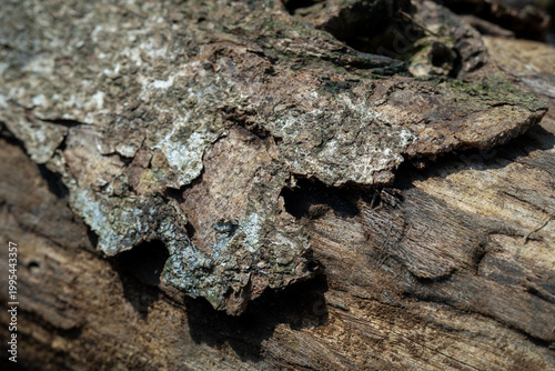 Jagged peeling tree bark with green moss on a wooden log