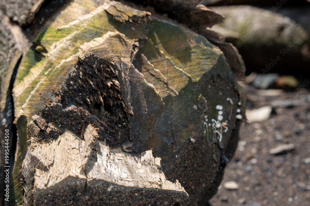 Fototapeta premium Cross section of a cut tree log showing deep cracks and wood rot