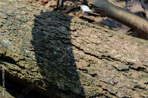 Close up of a rough tree log partially covered by a dark shadow