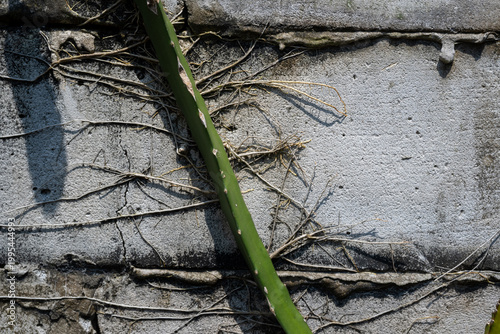 Single green dragon fruit cactus stem clinging to a concrete wall