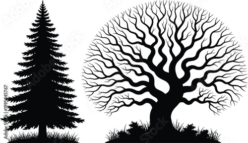 Detailed black and white vector silhouettes of a coniferous spruce tree and a spreading deciduous oak tree isolated on white background