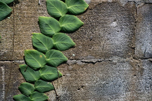 Green climbing vine leaves growing flat against a concrete wall