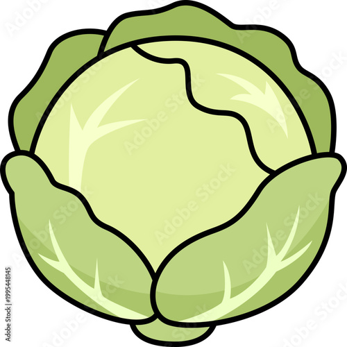 Cabbage illustration