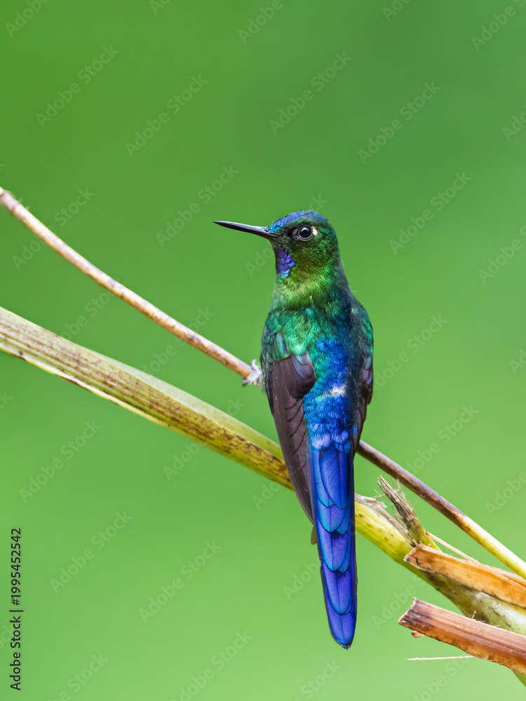 Fototapeta premium Vibrant Violet-tailed Sylph Hummingbird Perched on a Branch in Colombia