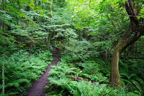 dense summer forest and fine pathway