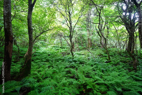 primeval forest with ferns and old trees