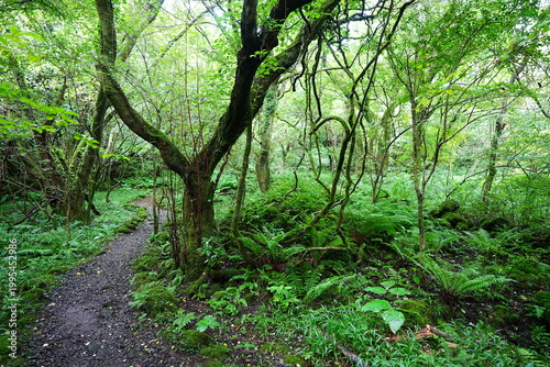 fine summer path through old trees