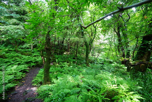 dense summer forest and fine pathway