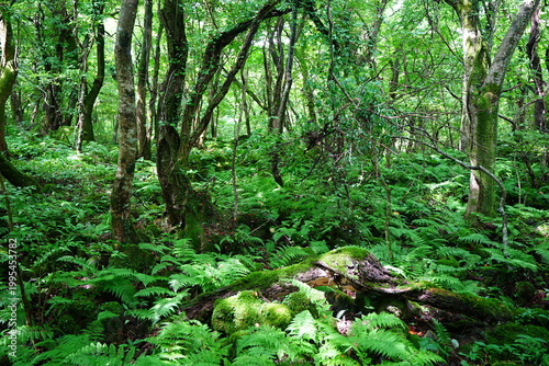 primeval forest with ferns and old trees
