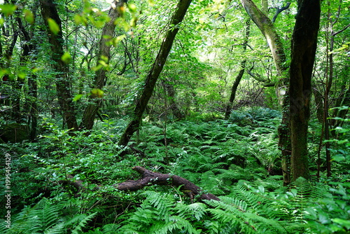 primeval forest with ferns and old trees