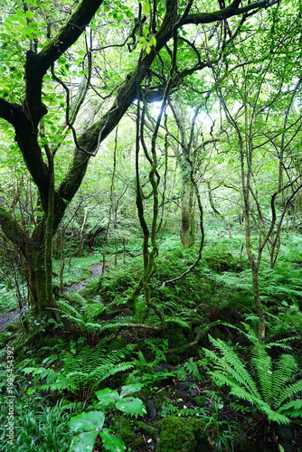 primeval forest with ferns and old trees