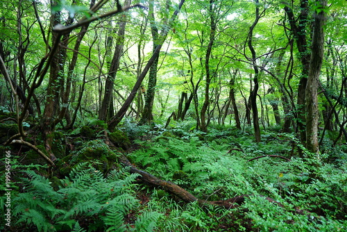 primeval forest with ferns and old trees