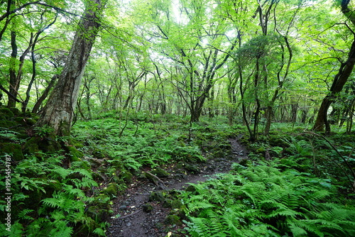 dense summer forest and fine pathway