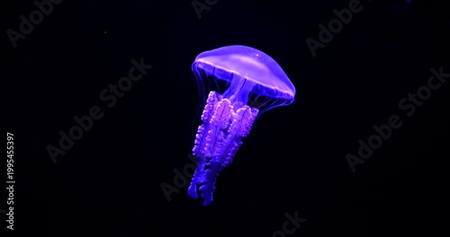 Stunning bioluminescent purple jellyfish swimming through dark ocean waters.