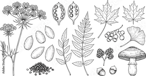 Vintage Botanical Elements Collection with Leaves Seeds Flowers Mushroom and Hand Drawn Nature Sketch Illustration Set for Design