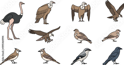 Birds vector icon set with ostrich eagle vulture pigeon sparrow crow in detailed flat outline wildlife illustration style