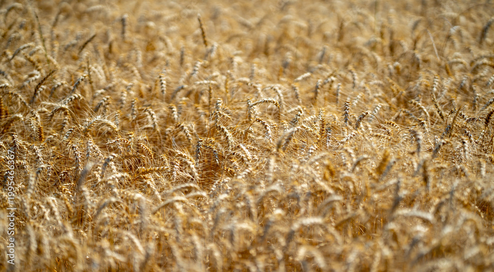 Fototapeta premium Close-up of a golden ear of wheat ready for harvest in a rural field. Ear of wheat swaying gently in the natural outdoor breeze. Rustic farmland with detailed ear of wheat in the foreground.