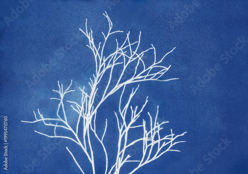 Grass contours made in blue cyanotype technique