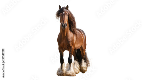 Bild auf Leinwand Majestic brown Shire horse with flowing mane and tail, isolated on transparent b