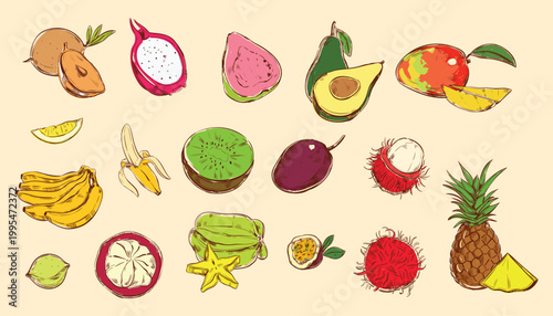 colorful fruits and berries sketch vector illustration. Dragon fruit, lemon, banana, pineapple, coconut, citrus, banana, fig, apple, grape, pomegranate, fig, strawberry.