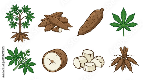 Various illustrations depicting the cassava plant, its distinct leaves, root system, and prepared edible tubers in different forms.