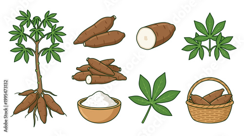 Detailed illustration collection featuring fresh cassava roots, green leaves, natural starch powder in a bowl, and a woven harvest basket.