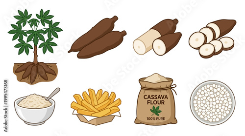 Collection of cassava plant illustrations showcasing tuber roots slices flour starch bowl with fried snack sticks and raw ingredients